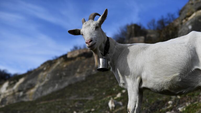 Козы в районе пещерного города Чуфут-Кале в Крыму