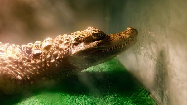 Крокодил в Центре реабилитации диких животных в Москве