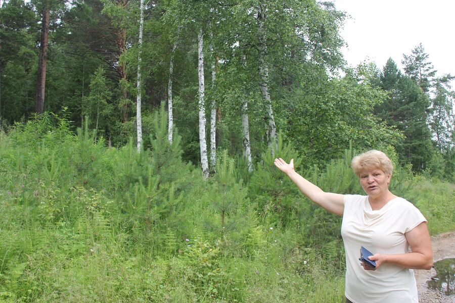 Карельченко показывает защитный лес