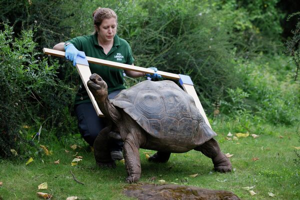 Ежегодное измерение галапагосской черепахи в Лондонском зоопарке 