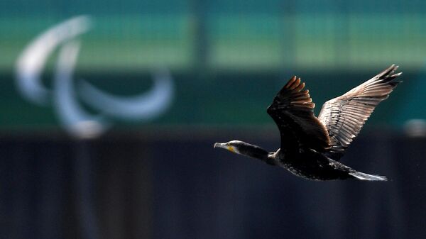 Птица во время соревнований по академической гребле на XVI Летних Паралимпийских играх в Токио.