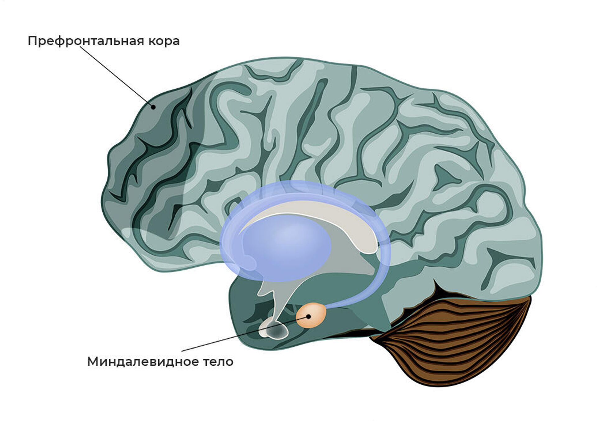 Миндалевидное тело в мозге человека - РИА Новости, 1920, 27.08.2021