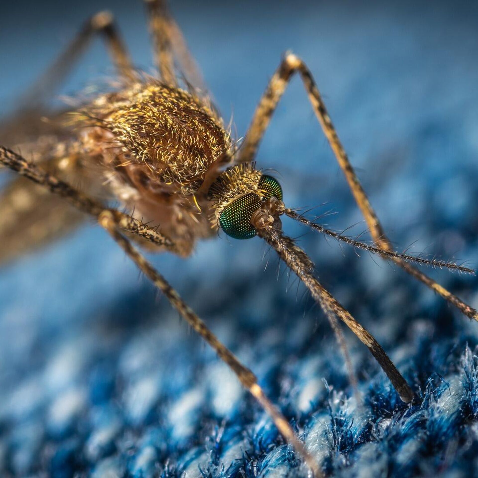 Что спасает от укуса комаров?