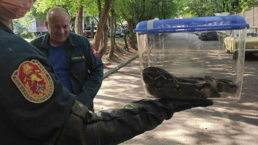 Питон, найденный под балконом жилого дома на улице Рогова в Москве - РИА Новости, 1920, 27.08.2021