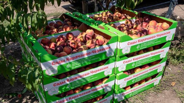 Урожай экспериментального персикового сада в Карачаево-Черкесской республике