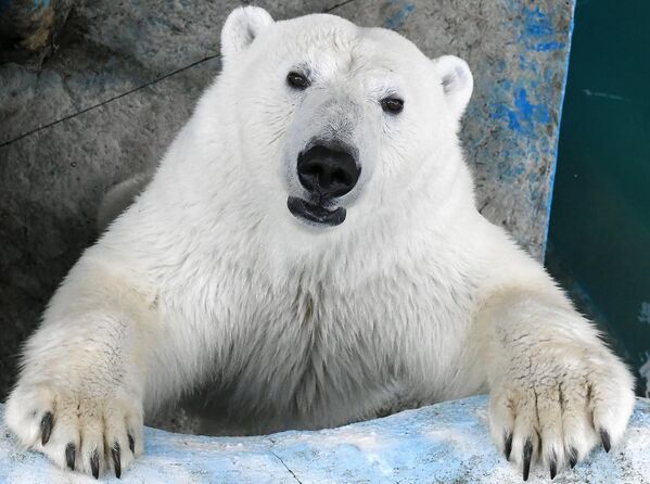 Белая медведица Урсула в парке флоры и фауны Роев ручей в Красноярске