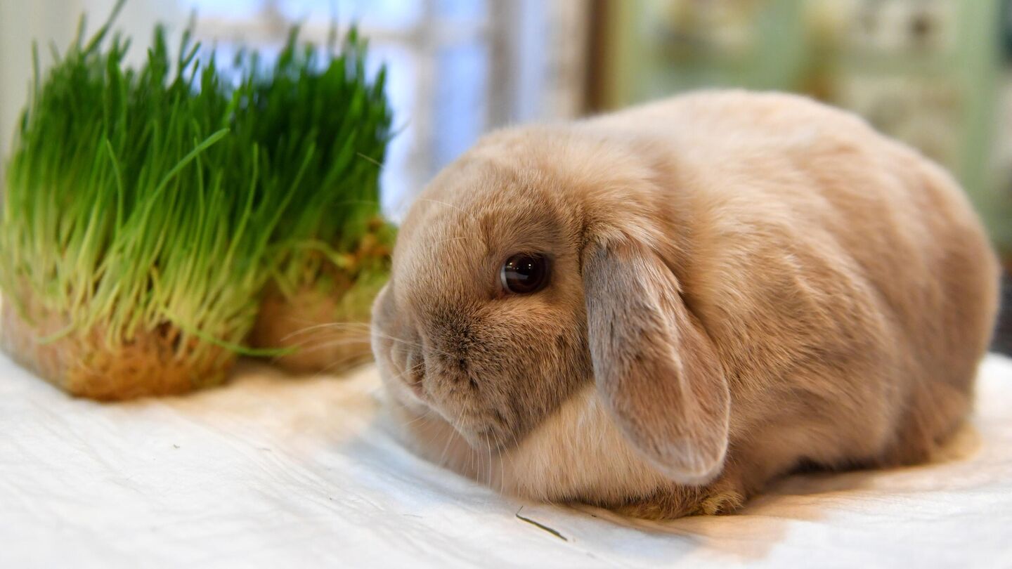 Декоративные кролики: обзор популярных мини-пород - информация для любителей