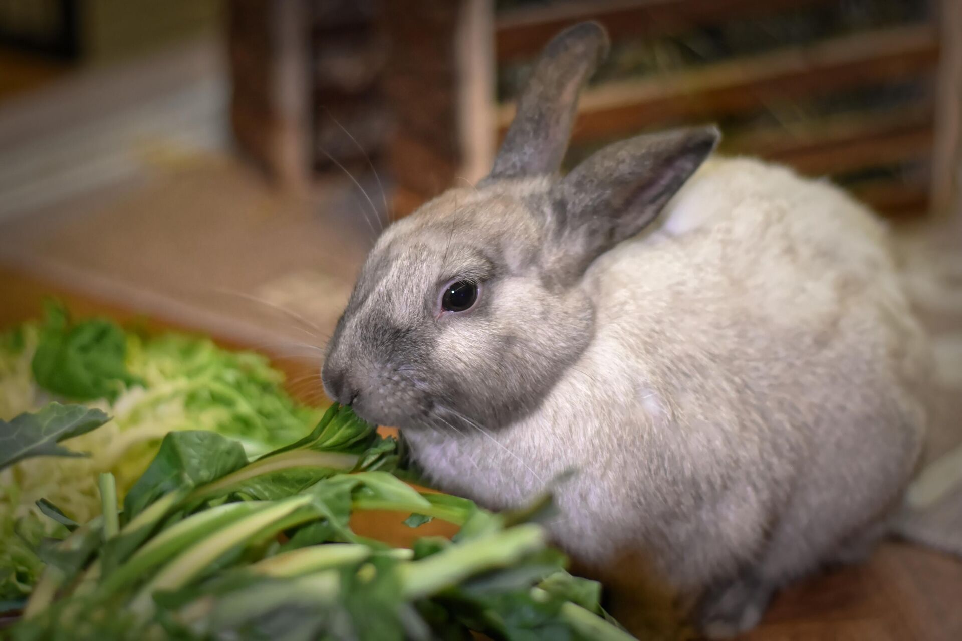 Карликовые кролики: уход и содержание в домашних условиях, отзывы, фото