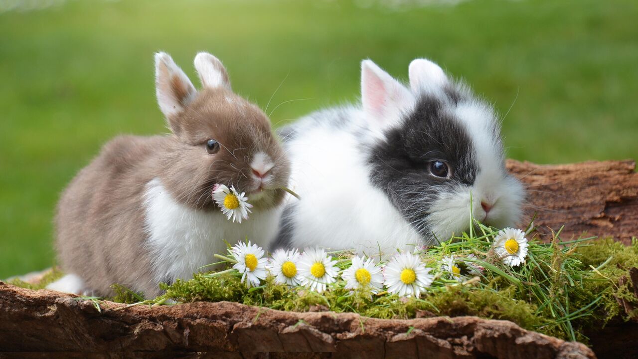 Уход, содержание, особенности кроликов