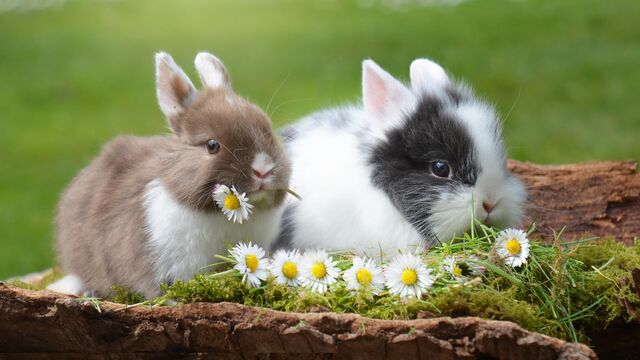 Чем кормить кроликов в домашних условиях | Что можно есть кроликам: рацион