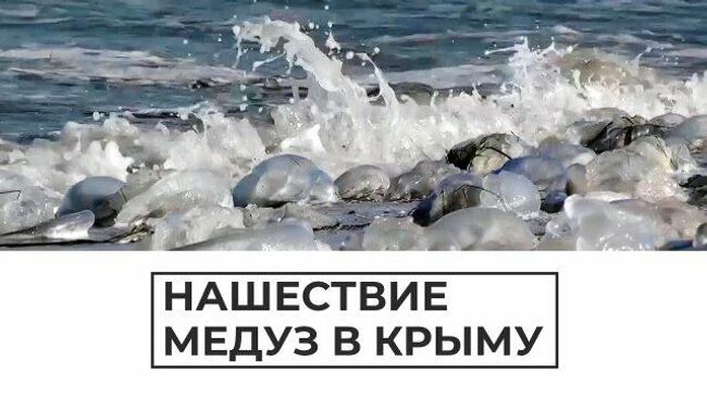 Нашествие медуз в Крыму