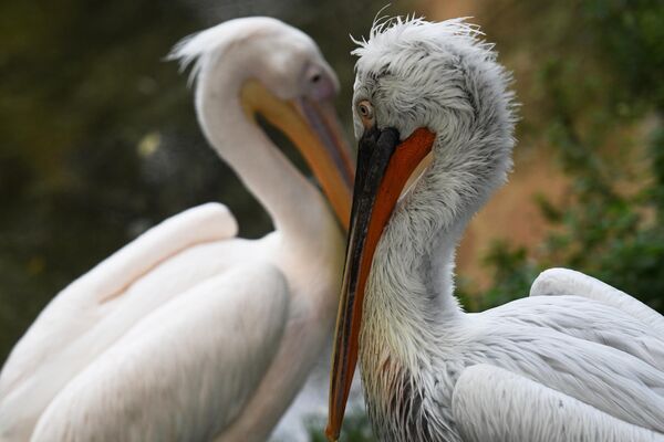 Кудрявый и розовый пеликаны в Московском зоопарке