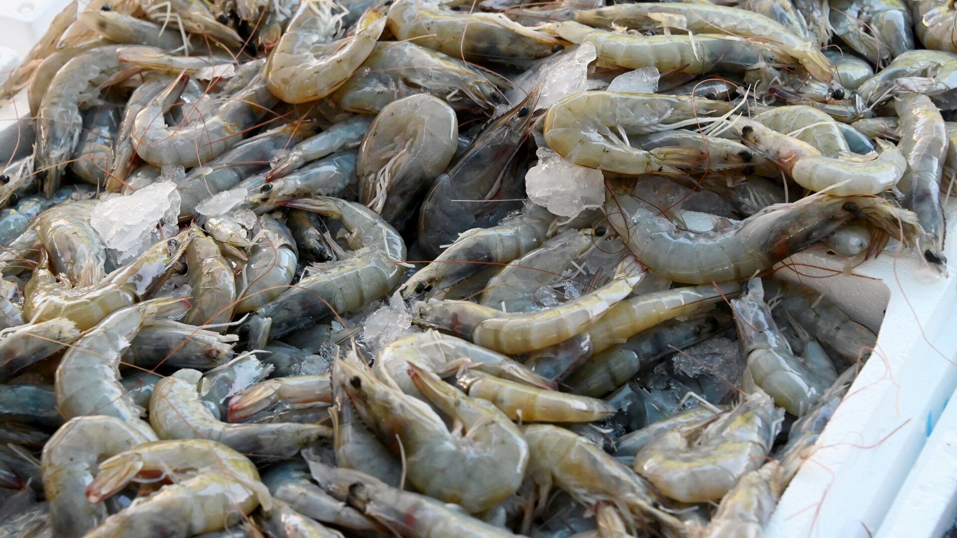 Креветки Креветки - РИА Новости, 1920, 31.01.2025