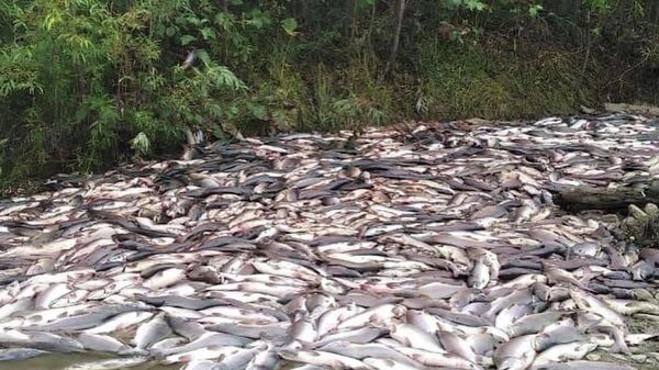 Выпотрошенная и брошенная браконьерами рыба на Сахалине