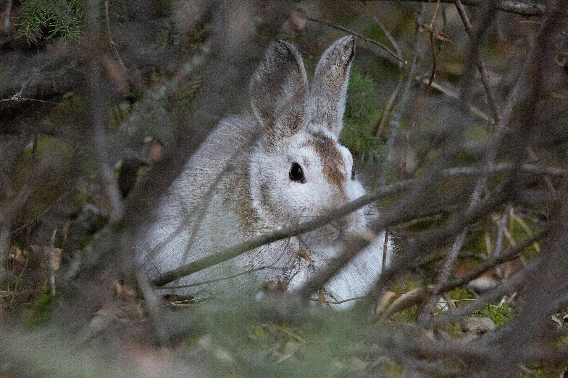 Американский беляк (Lepus americanus) - РИА Новости, 1920, 10.09.2021