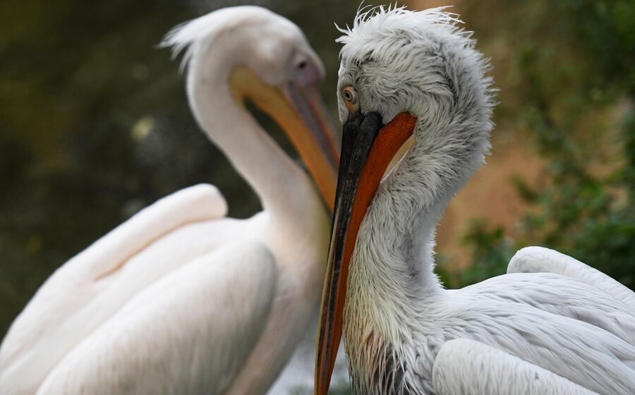Кудрявый (справа) и розовый пеликаны