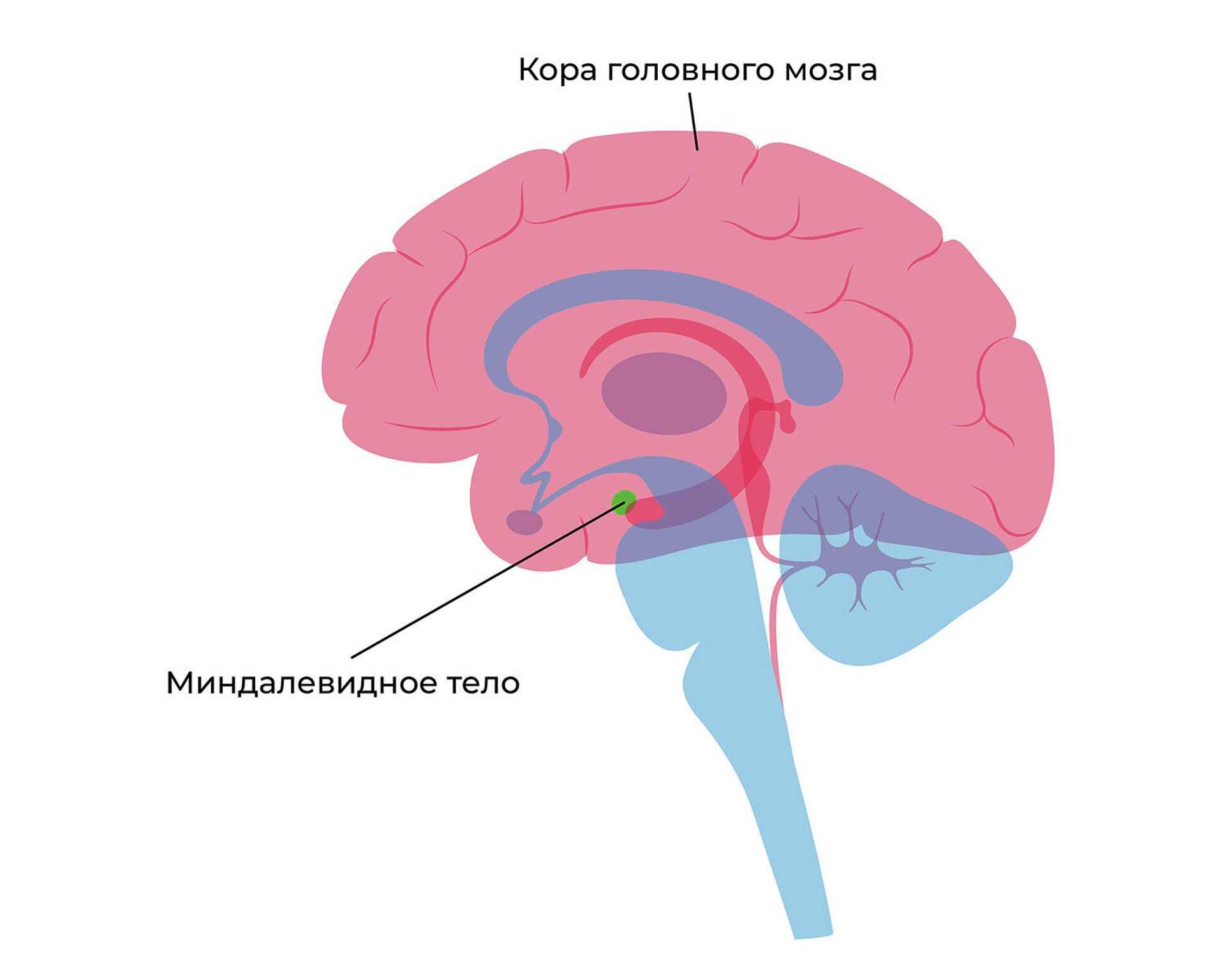 Тело без мозга. Миндалевидное тело мозга. Структура миндалевидного тела.