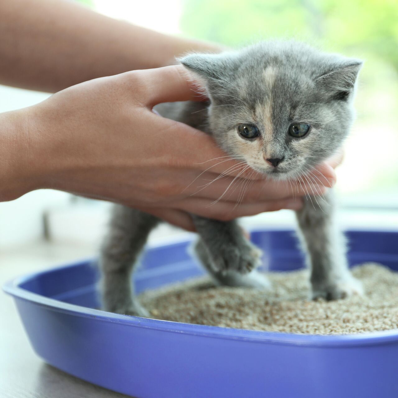 Как приучить котенка к лотку с наполнителем быстро и легко: советы и  рекомендации