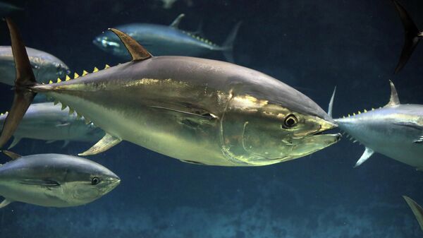 Тихоокеанский голубой тунец (Thunnus orientalis)