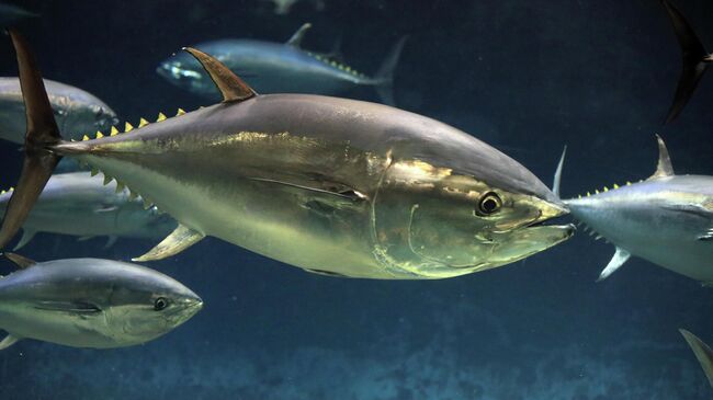 Тихоокеанский голубой тунец (Thunnus orientalis) Тихоокеанский голубой тунец (Thunnus orientalis)