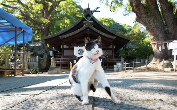 Японский кот