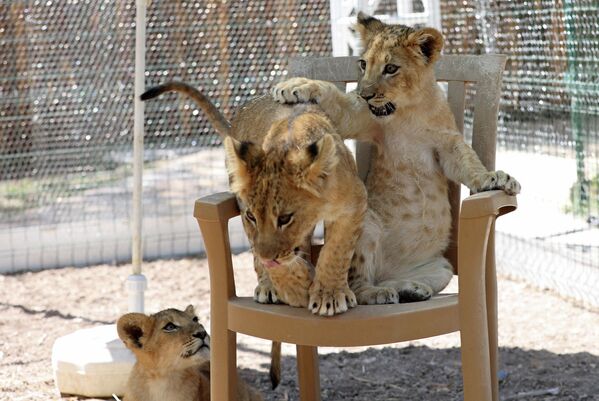 Львята играют на стуле в Lion Parkour в Анкаре