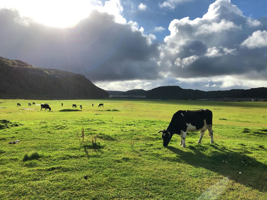 Коровы пасутся на пастбище рядом с селом Териберка