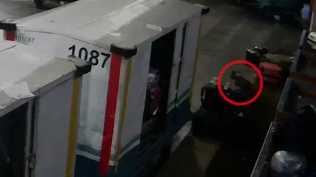 Собака сбежала из багажного отделения в Домодедово