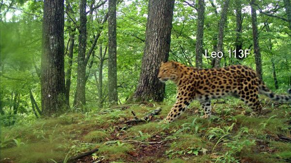 Самка дальневосточного леопарда, зафиксированная фотоловушкой