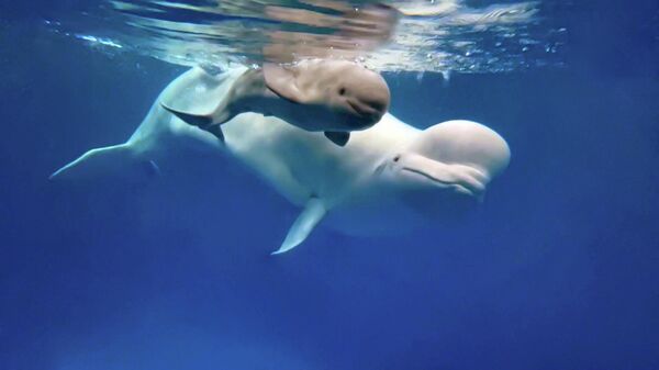 В дельфинарии Приморского океанариума родился белый кит 