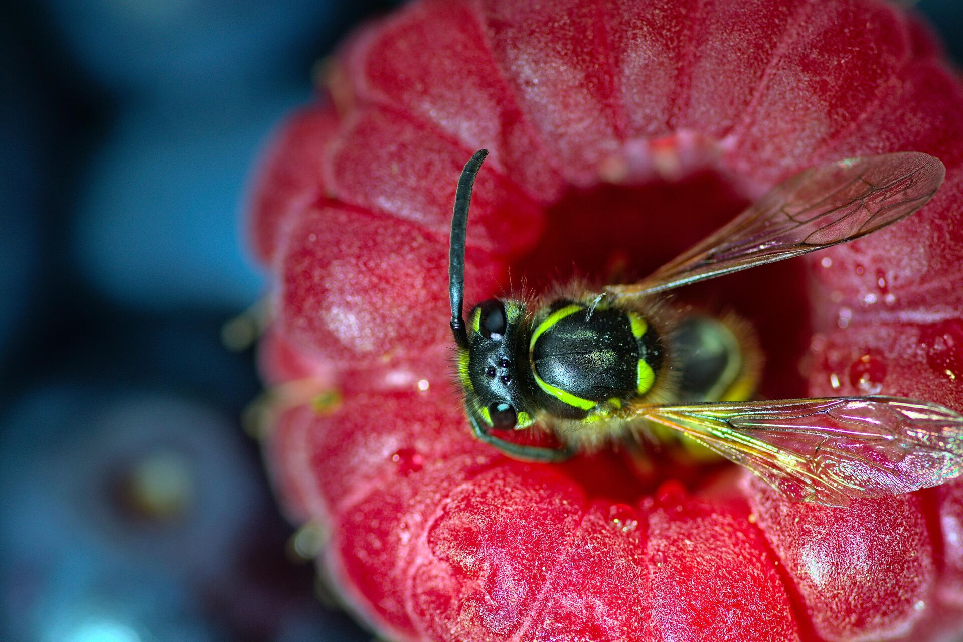 Что делать, если укусила оса или пчела?