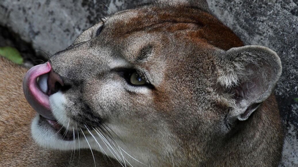 Британский "король тигров" едва выжил после атаки пумы из приюта