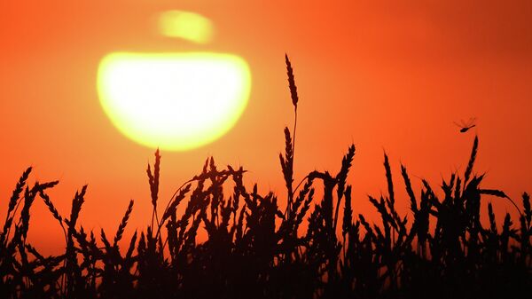Пшеница на поле на закате