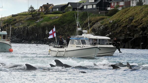 Охота на китов на Фарерских островах 