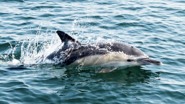 Белобокий дельфин 
