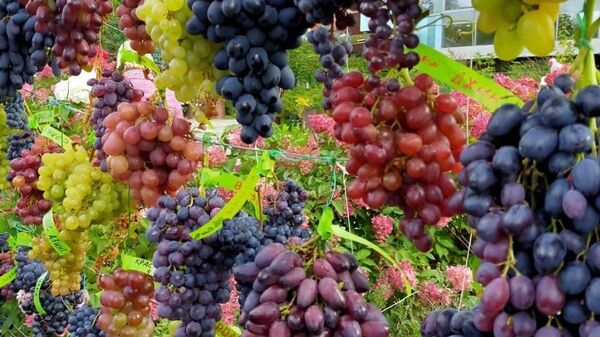 В Аптекарском огороде в Москве проходит выставка винограда с дегустацией