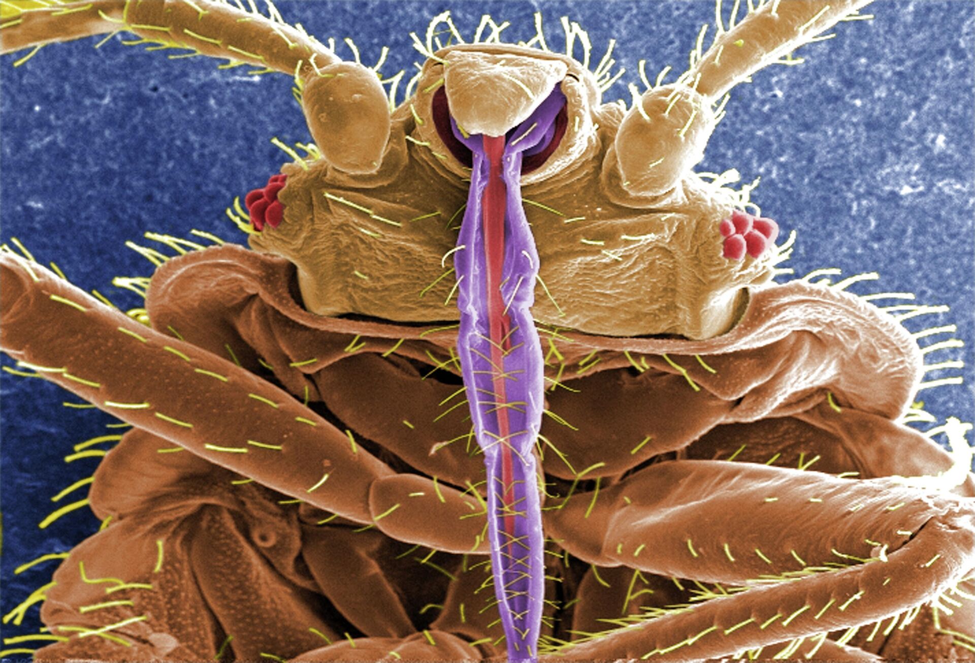 Изображение постельного клопа под электронным микроскопом - РИА Новости, 1920, 20.09.2021