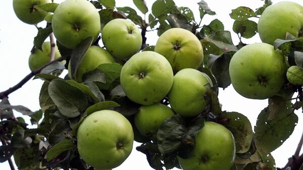 Яблоки в саду музея-заповедника Коломенское 