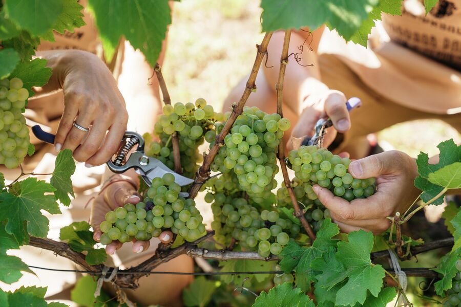 Винодельческое хозяйство Долина Лефкадия