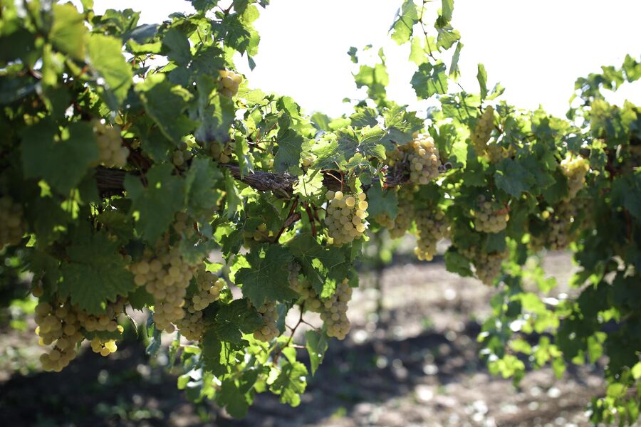 Виноград, выращенный в агрофирме Южная - крупнейшем виноградарском предприятии России, сырьевой базе винодельни Кубань-Вино