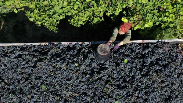 Ручная уборка винограда в агрофирме Южная - крупнейшем виноградарском предприятии России, сырьевой базе винодельни Кубань-Вино