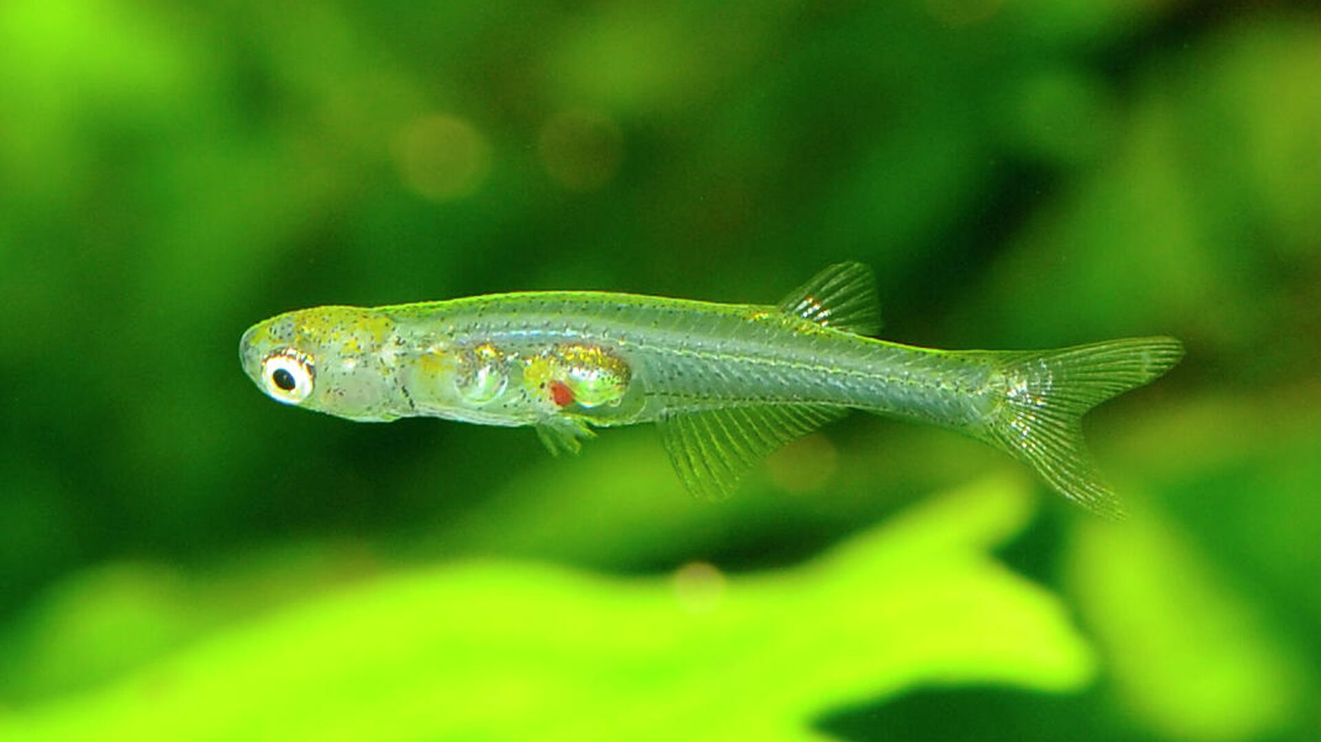 Биологи: рыбки вида Danionella cerebrum издают звук громче реактивного двигателя