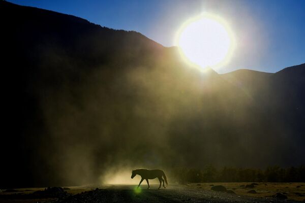 Лошадь пасется возле автомобильной дороги в долине реки Чулышман в Республике Алтай