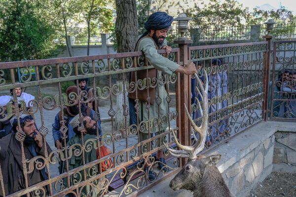 Боец Талибана касается оленя в вольере в Кабульском зоопарке.