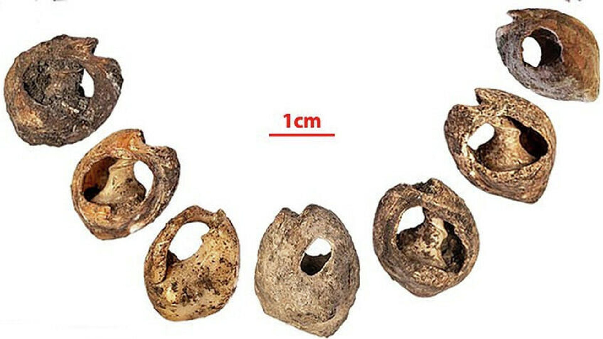Бусины из ракушек, найденные при раскопках в марокканской пещере Бизмун - РИА Новости, 1920, 27.09.2021