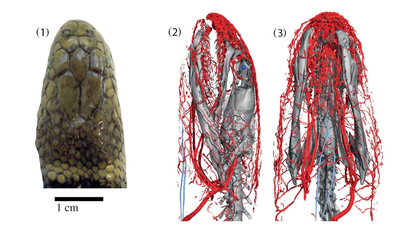 Голова змеи Hydrophis cyanocinctus (полосатого ластохвоста) и ее кровеносные сосуды - РИА Новости, 1920, 24.09.2021