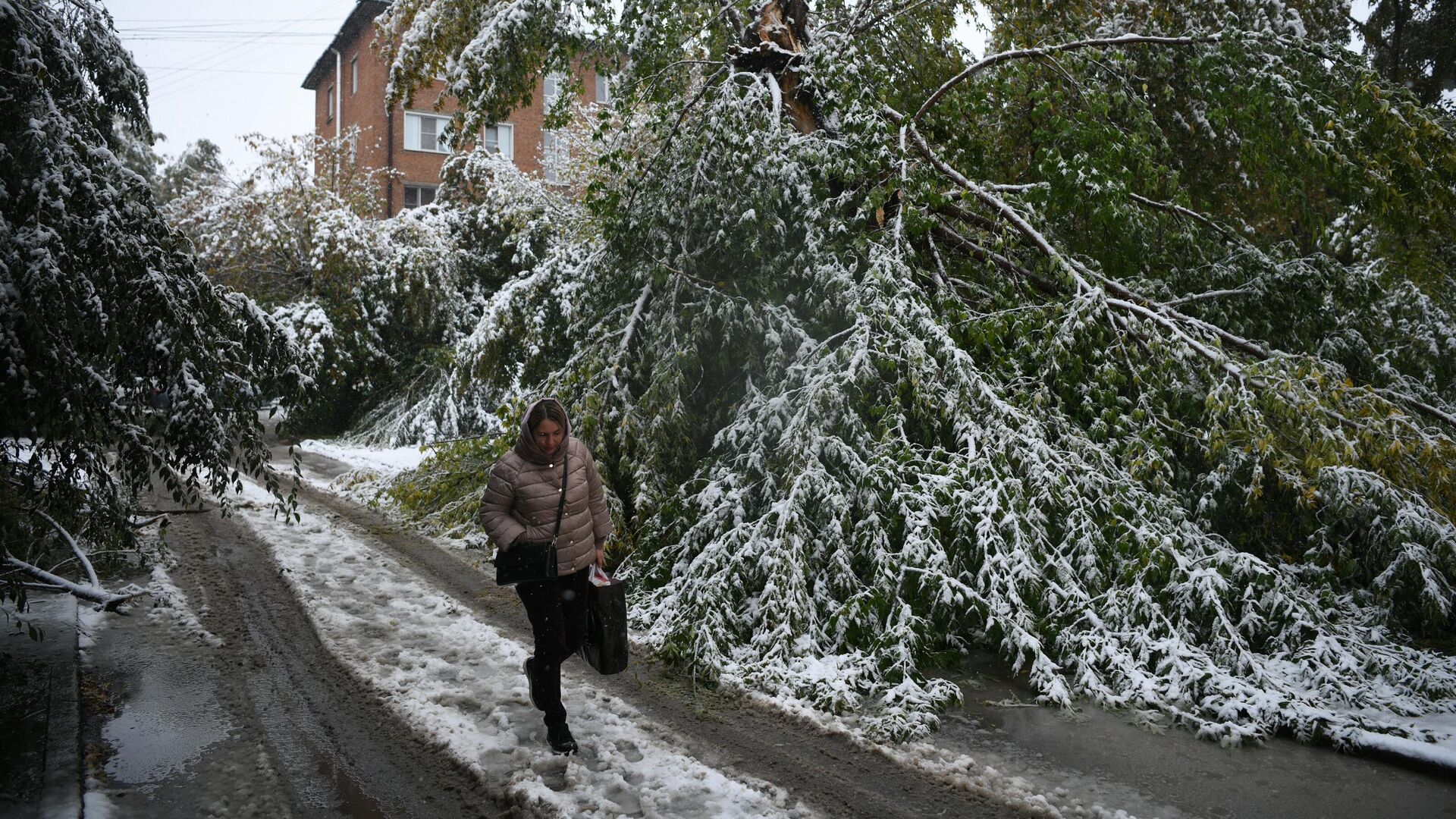 Сломанные ветви деревьев в результате обильного снегопада в Кемерове. 27 сентября 2021 - РИА Новости, 1920, 27.09.2021