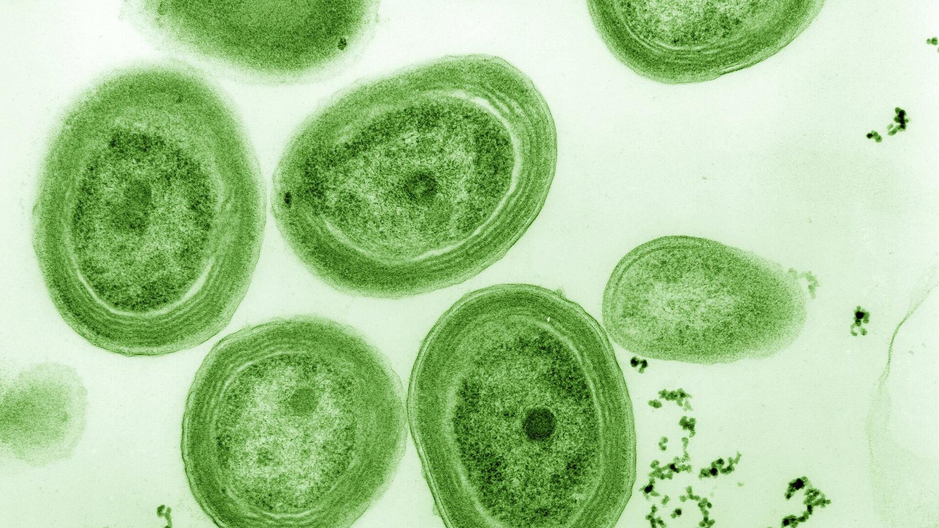 Современная морская цианобактерия Prochlorococcus - РИА Новости, 1920, 28.09.2021