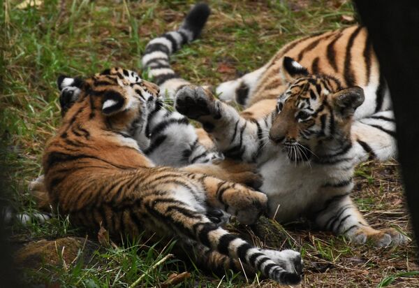 Четырехмесячные амурские тигрята осваиваются в вольере Приморского сафари-парка