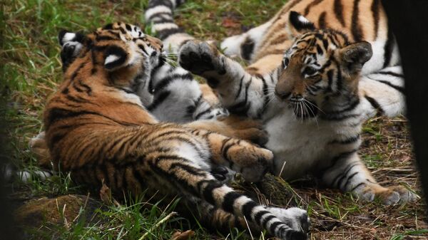 Четырехмесячные амурские тигрята осваиваются в вольере Приморского Сафари-парка